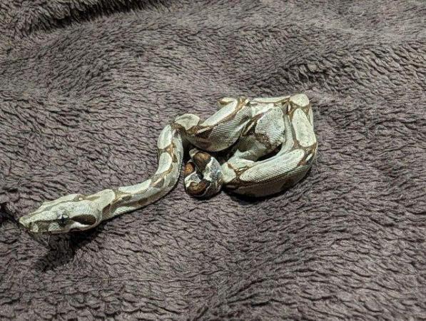 Image 3 of Baby Boa Constrictor Imperator
