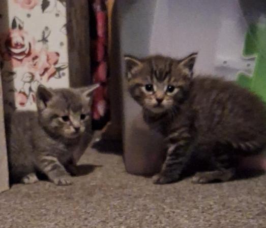 Image 4 of Open to offers for 3 kittens looking for a forever home