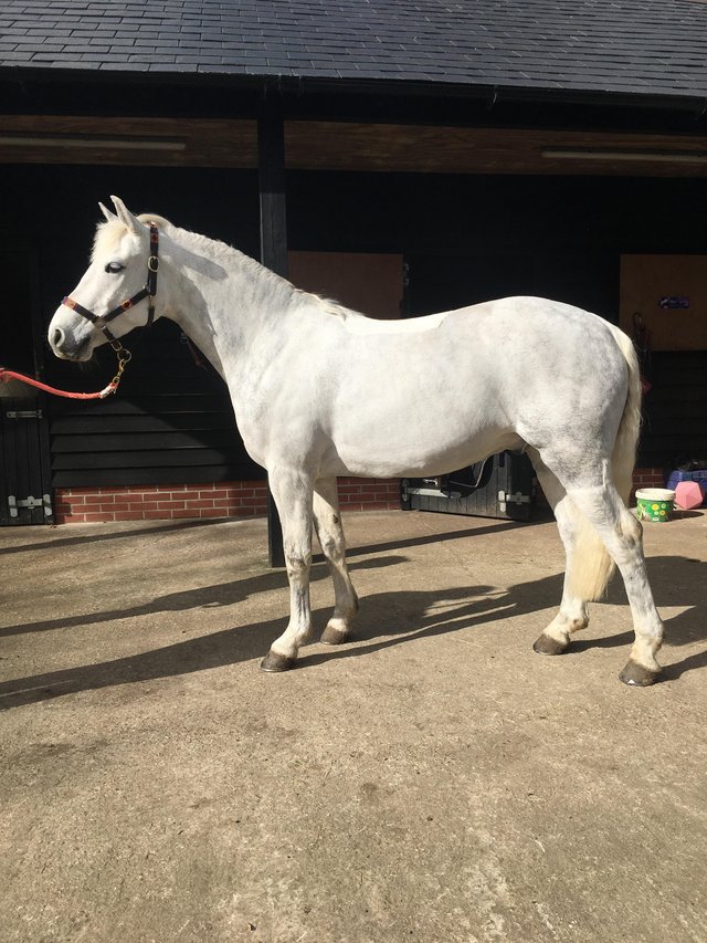 Preview of the first image of 14.2ins Registered Connemara Gelding 5years.