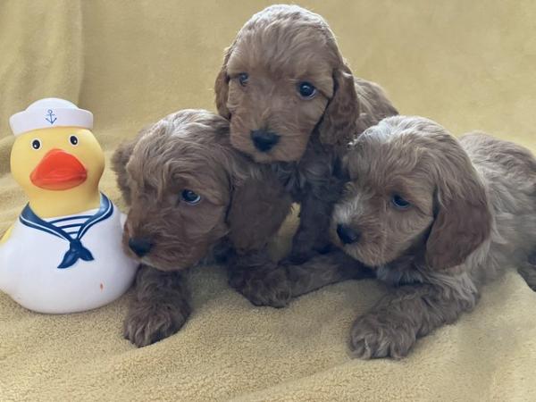 Image 11 of Cockapoo F1, puppies for sale, parents KC reg, Show/toy