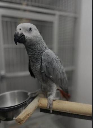 Image 2 of Baby African grey talking parrot