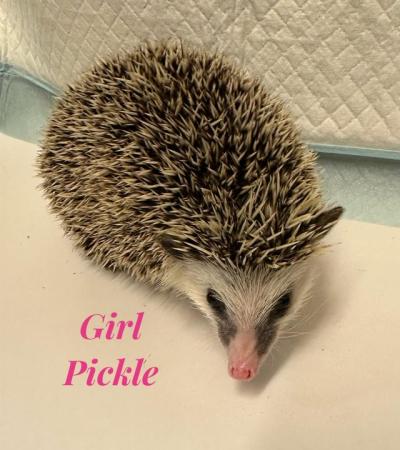 Image 4 of African Pygmy hedgehog (ONE GIRL LEFT)