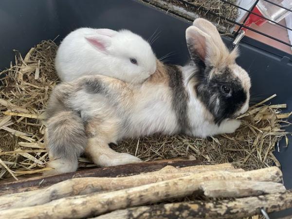 Image 3 of Two Female Rabbits looking for new home