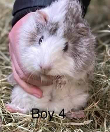Image 4 of Well handled baby guinea pigs for sale