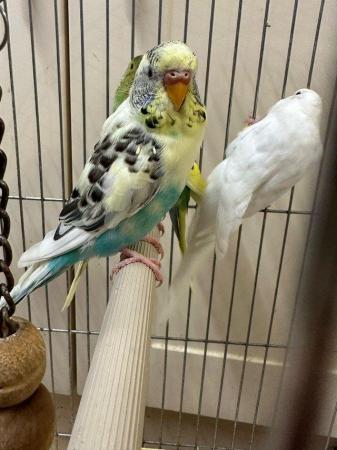 Image 4 of Beautiful baby budgies for sale