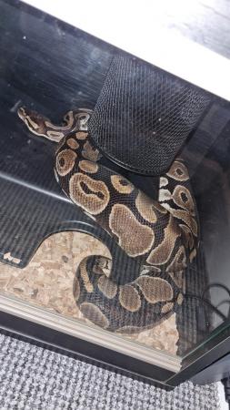 Image 5 of Python snake and vivarium