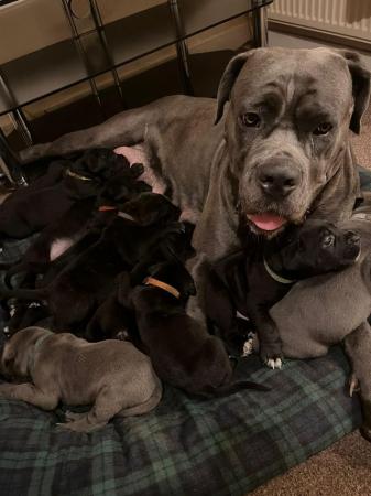Image 14 of Cane Corso pups from multi champ bloodline
