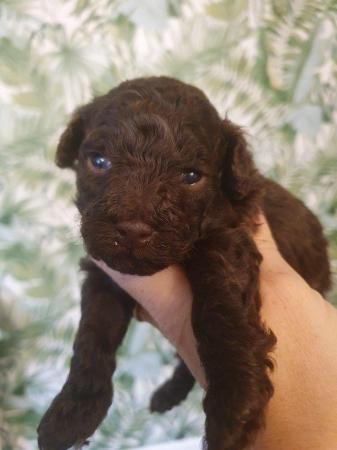 Image 22 of kc reg tiny chocolate toy poodle for stud only