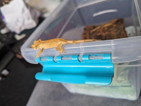 Image 3 of CB23 Crested Gecko Variety of Morphs