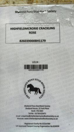 Image 4 of Shetland pony registered miniature shetland pony