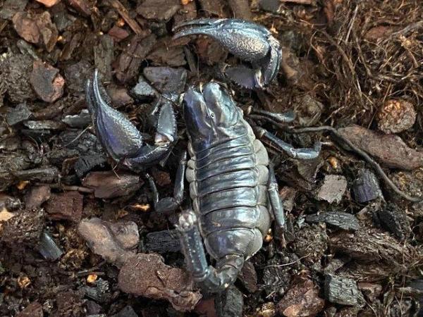 Image 6 of Scorpions at Birmingham Reptiles