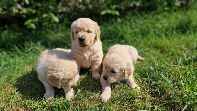 Image 18 of KC registered Golden Retriever puppies