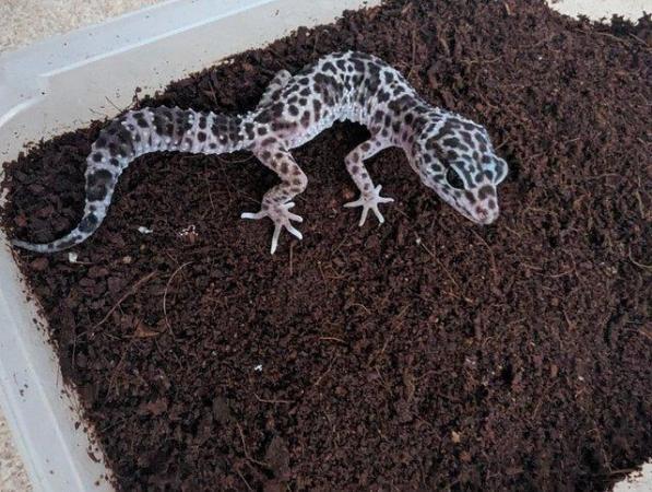 Image 4 of Leopard geckos adults and juveniles