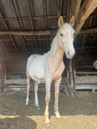 Image 3 of Unhandled Yearling palomino colt