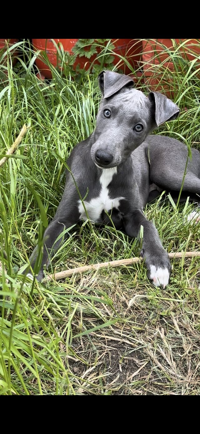 Preview of the first image of 3 stunning KC registered blue whippet boys for sale.