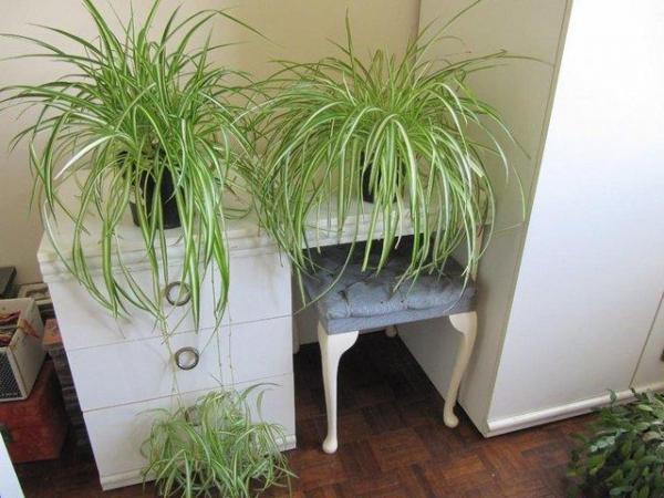 Image 1 of Spider Plants for Sale - Two Large - Kew TW9
