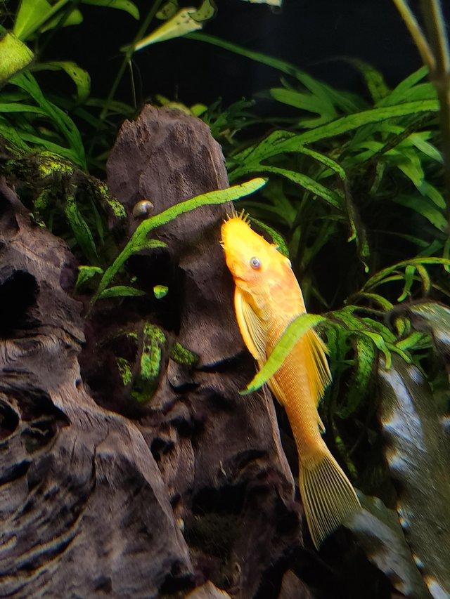 Preview of the first image of bristlenose plecos (longfin lemon blueye).