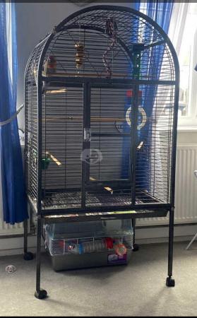 Image 2 of Rosella parrot with cage