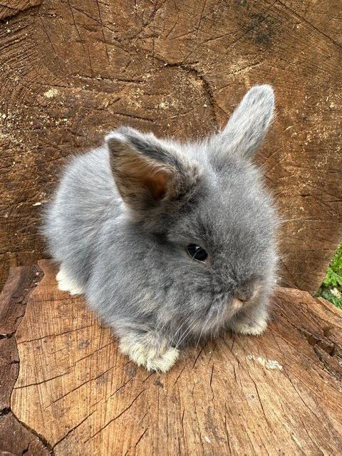 Preview of the first image of 3 Gorgeous Lionhead baby rabbits..