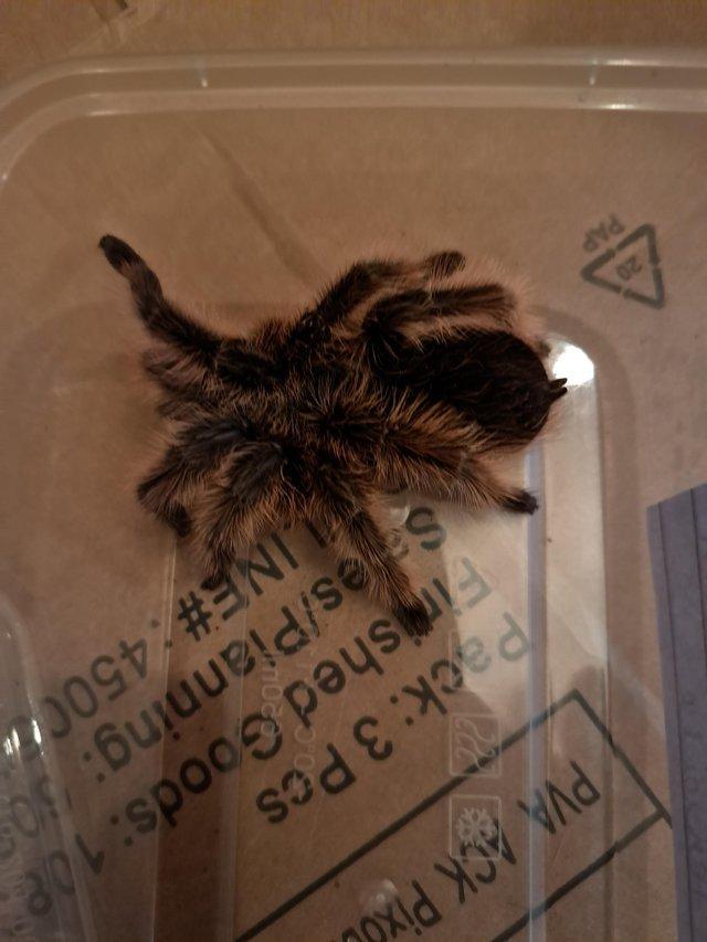Preview of the first image of 6x tarantulas. Includes adult females and juvies.