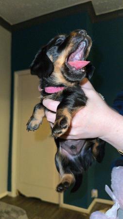 Image 7 of 4 x Black and Tan male daschund puppies for sale £800
