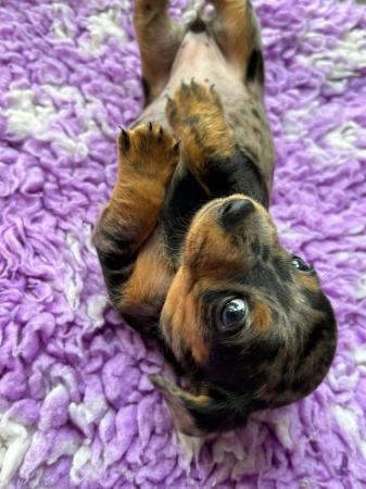 Image 19 of KC registered Quality miniature dachshund puppies