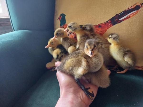 Image 8 of Gorgeous Indian Runner Ducklings