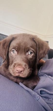 Image 24 of £750 Chocolate Labradors