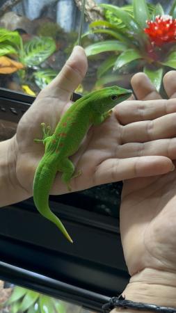 Image 1 of Various Reptiles available London