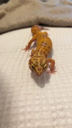 Image 4 of Female leopard gecko will take offers