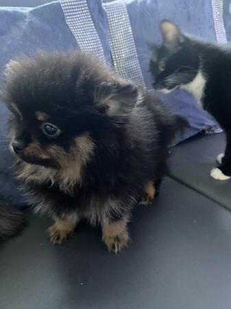 Image 2 of Pomeranian puppies 1 boy available black and tan