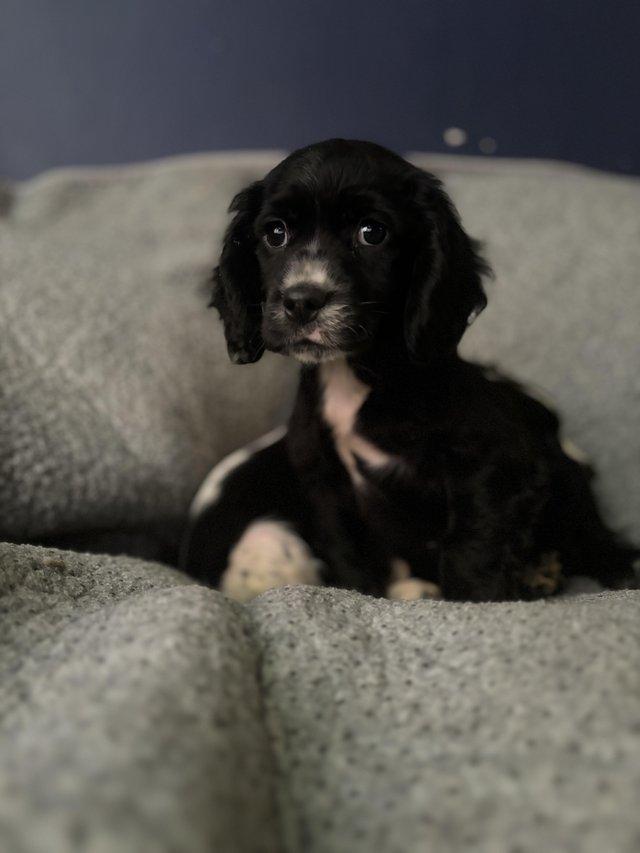 Preview of the first image of Cocker spaniel puppies for sale!!.