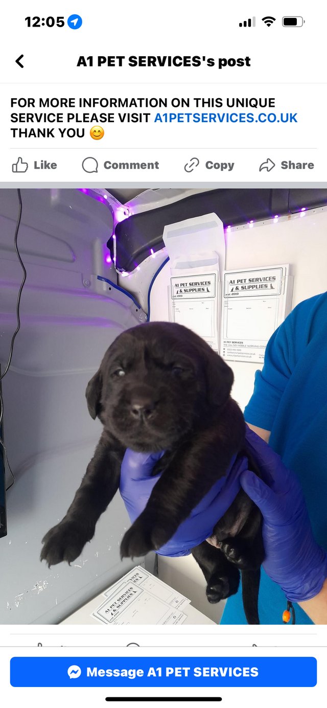Preview of the first image of Litter of labrador puppies.