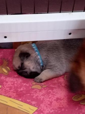 Image 1 of Beautiful pug Puppies ...10 day old pugs 4 available
