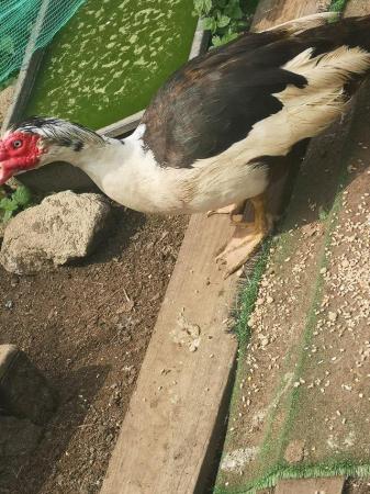 Image 4 of Muscovy drakes to good homes only