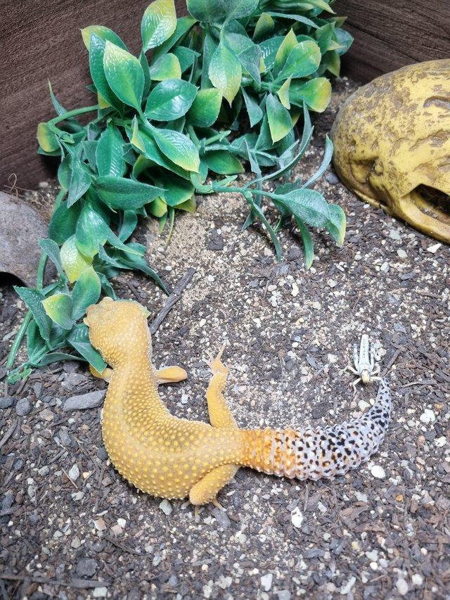 Preview of the first image of Striking Adult Leopard Gecko.