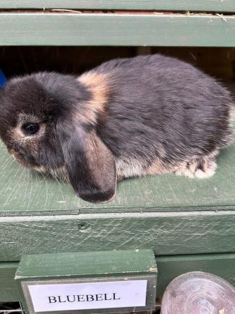 Image 11 of MINI LOP BUNNIES / 5 STAR HOMES ONLY