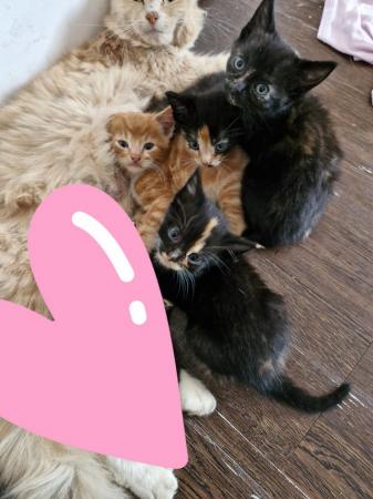 Image 1 of Kittens looking for loving home