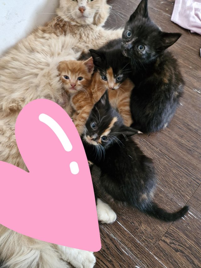 Preview of the first image of Kittens looking for loving home.
