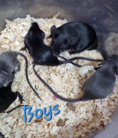 Image 3 of Variaty of mice available (both sexes)