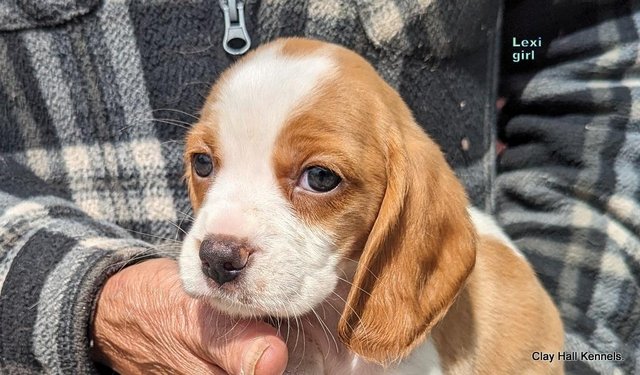 Image 11 of Quality, F1, Beaglier puppies, ready soon.