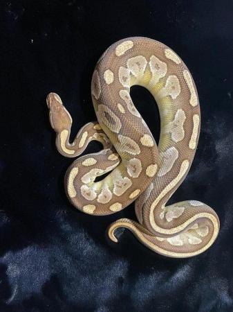 Image 1 of Ball pythons for sale adults and subs