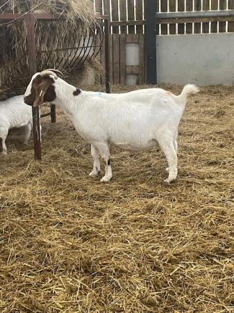 Image 11 of Pure Boer Goats for sale
