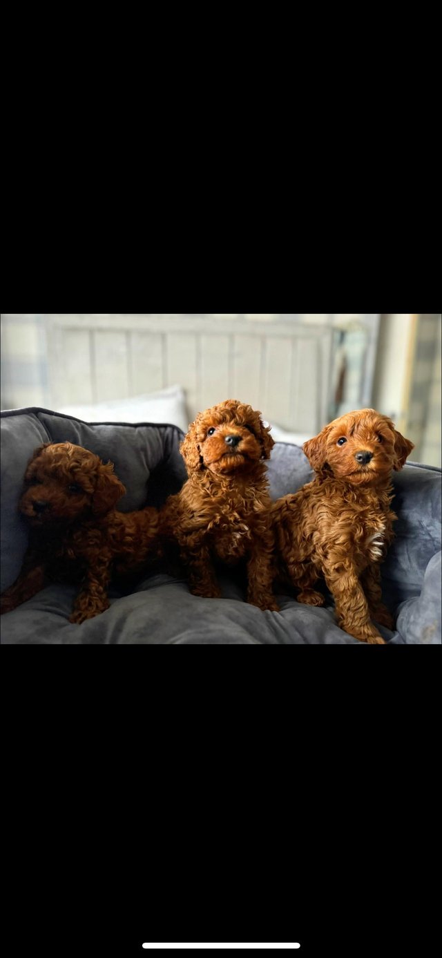Preview of the first image of 1 F1b deep red toy cavapoo boy health tested parents.