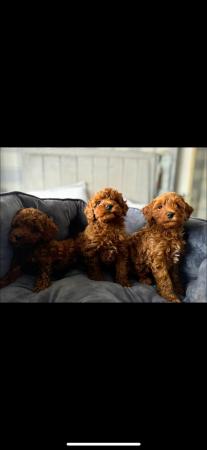 1 F1b deep red toy cavapoo boy health tested parents for sale in Doncaster, South Yorkshire