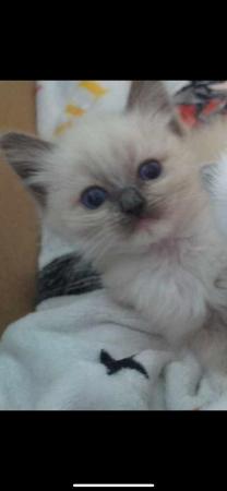 Image 11 of Pure Breed Ragdoll Kittens