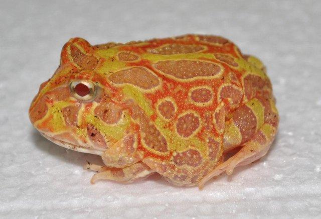 Image 2 of AMPHIBIANS AND INVERTS FOR SALE