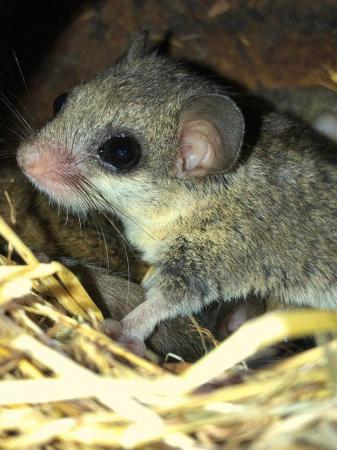 Image 3 of African Pygmy Dormice for sale