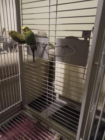 Image 3 of Aproximatly 2 and a half years old Budgerigars, male & femal