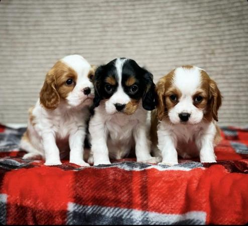 Image 13 of STUNNING CAVALIER KING CHARLES PUPPIES